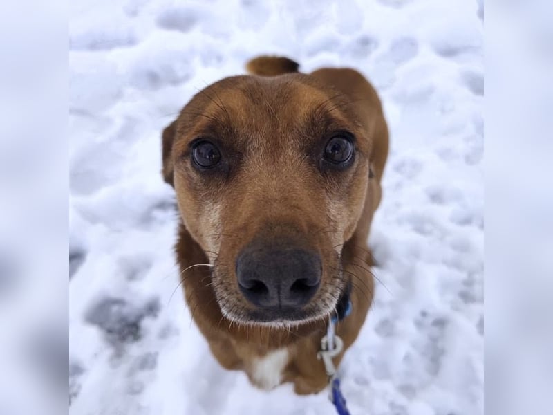 Moon ein super freundlicher Hundebub