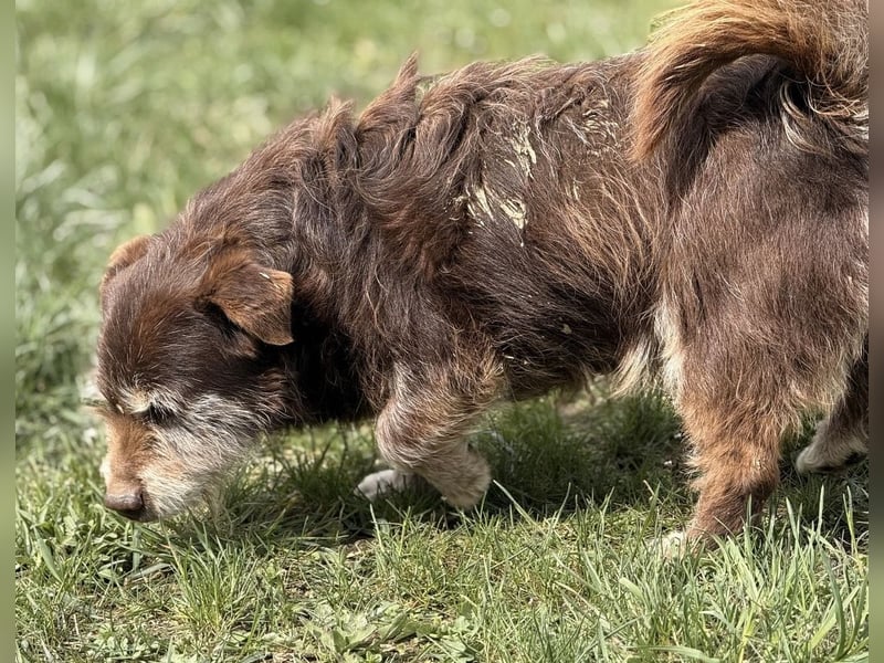 Labubu - sucht seinen Seelen-Mensch
