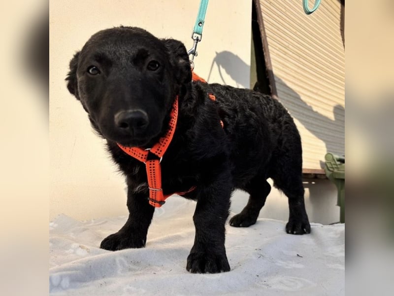 Buli ein Welpe zum Knuddeln