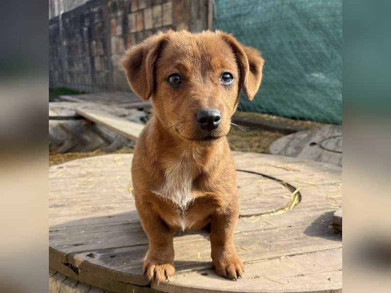 Bina ein freundliches Hundemädchen