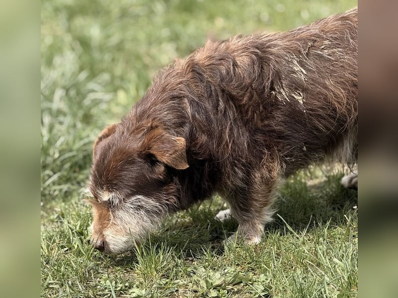 Labubu - sucht seinen Seelen-Mensch