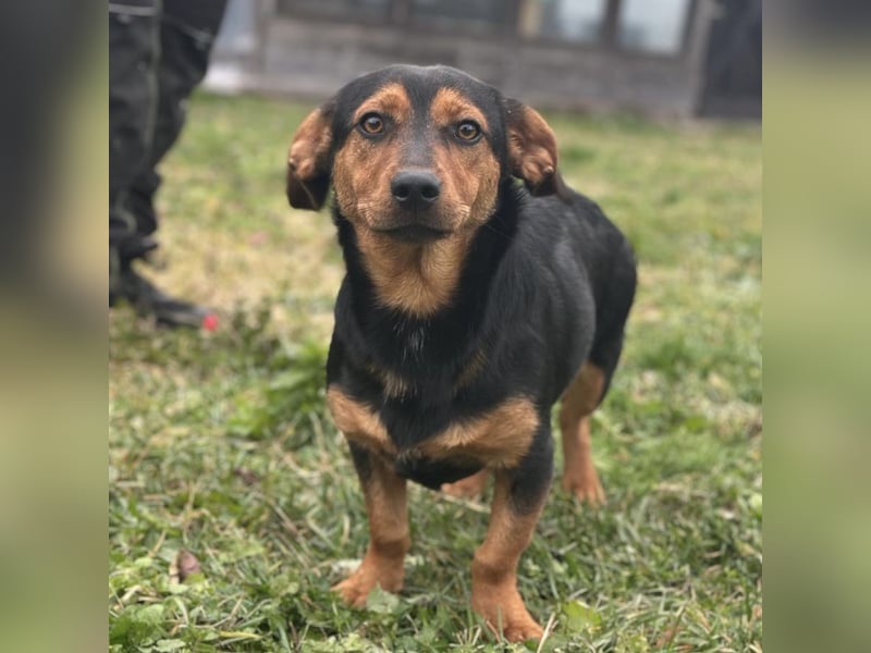 Tilly ein winziges Mädchen