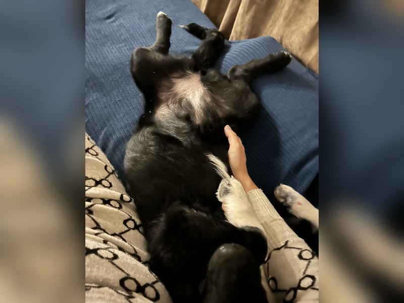 Lola ein Traumhaftes Wesen