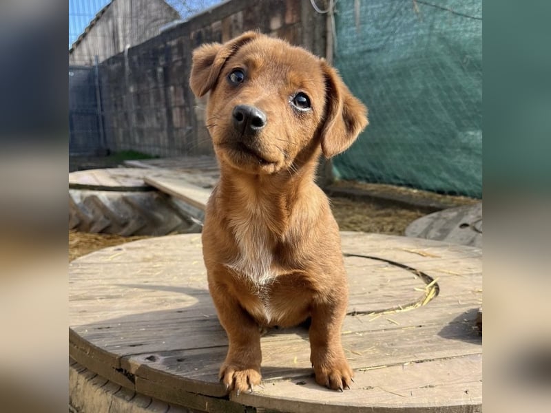 Bina ein freundliches Hundemädchen