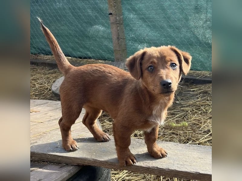 Bina ein freundliches Hundemädchen