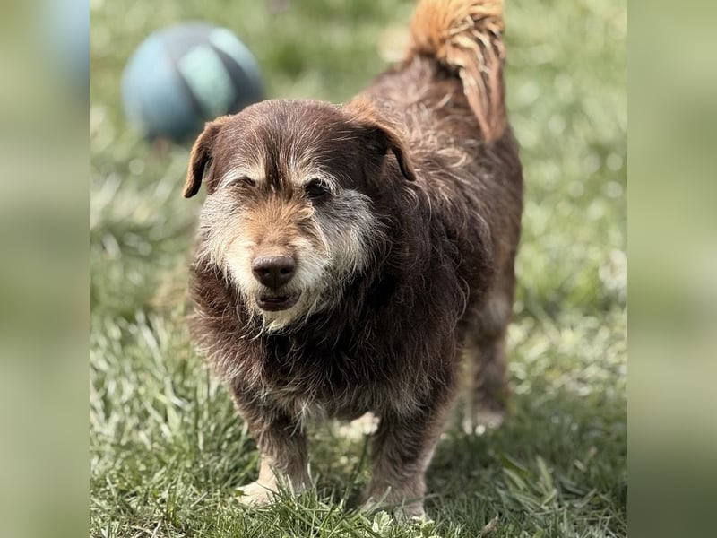 Labubu - sucht seinen Seelen-Mensch