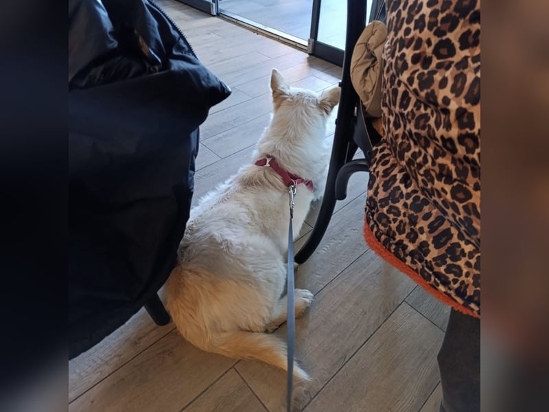 Abella eine verspielte Hündin