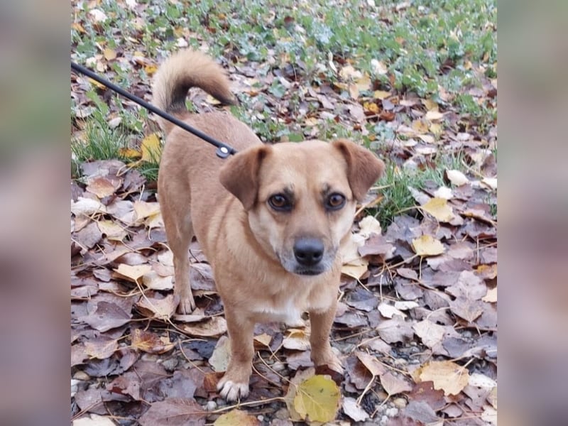 Gilbert ein kleiner freundlicher