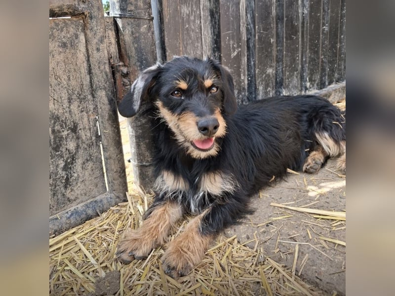 Dolly ein kleines Welpenmädchen