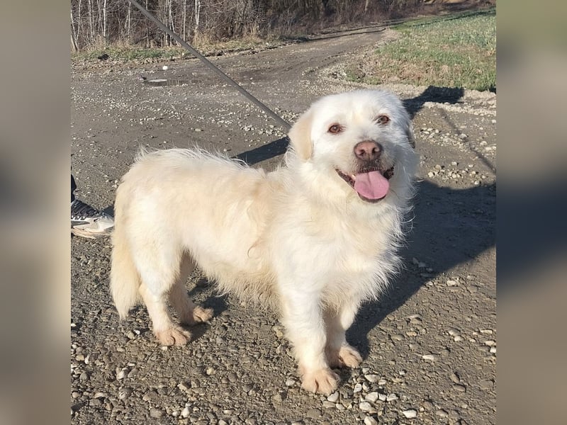 Furby ein kleiner weißer Engel