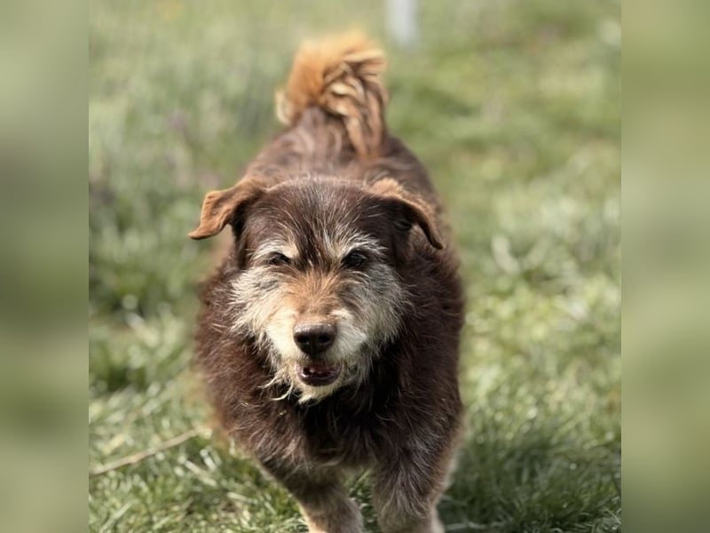 Labubu - sucht seinen Seelen-Mensch