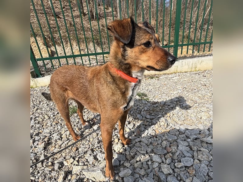 Suncica - Rizza eine sehr liebe Hündin