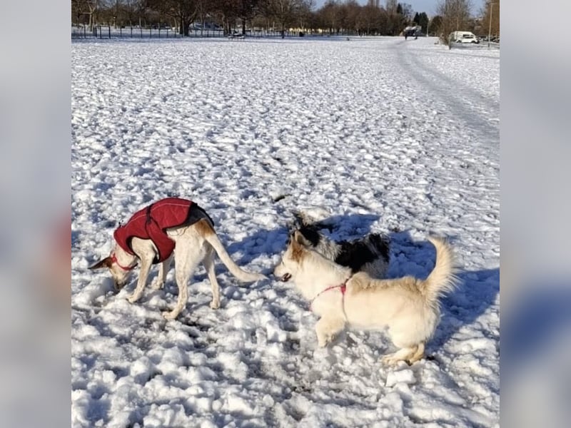 Abella eine verspielte Hündin