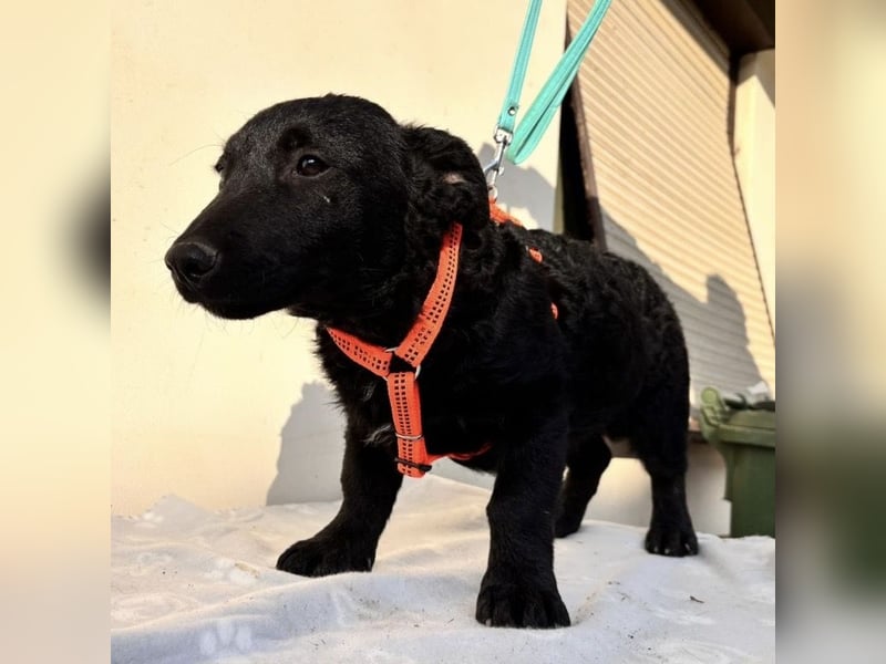 Buli ein Welpe zum Knuddeln