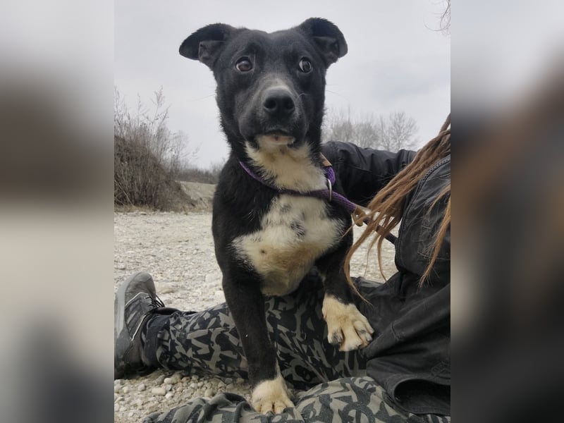 Amelie eine kleine freundliche Hündin