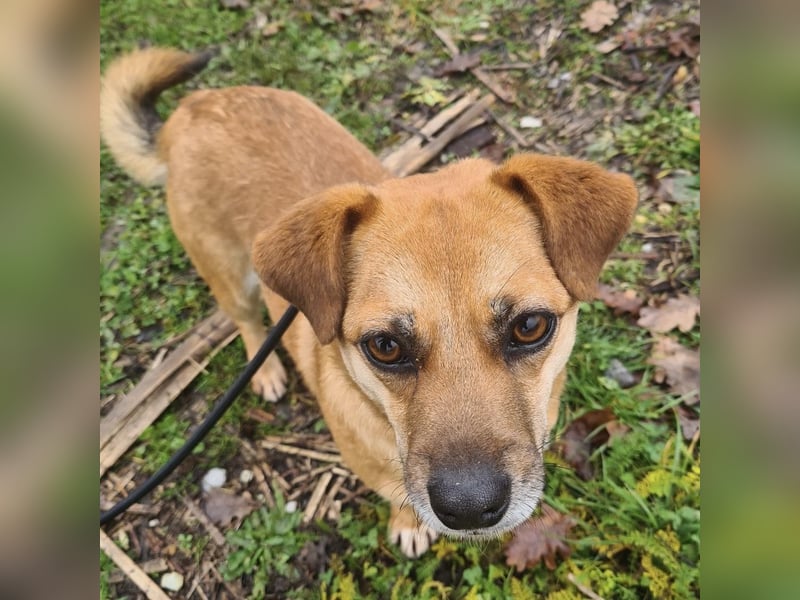 Gilbert ein kleiner freundlicher