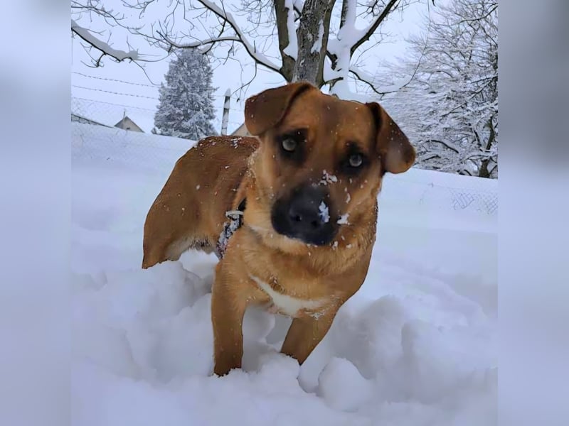 Dunna eine freundliche kleine Hündin
