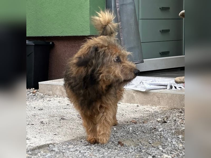 Pepco ein wundervoller Begleiter fürs Leben