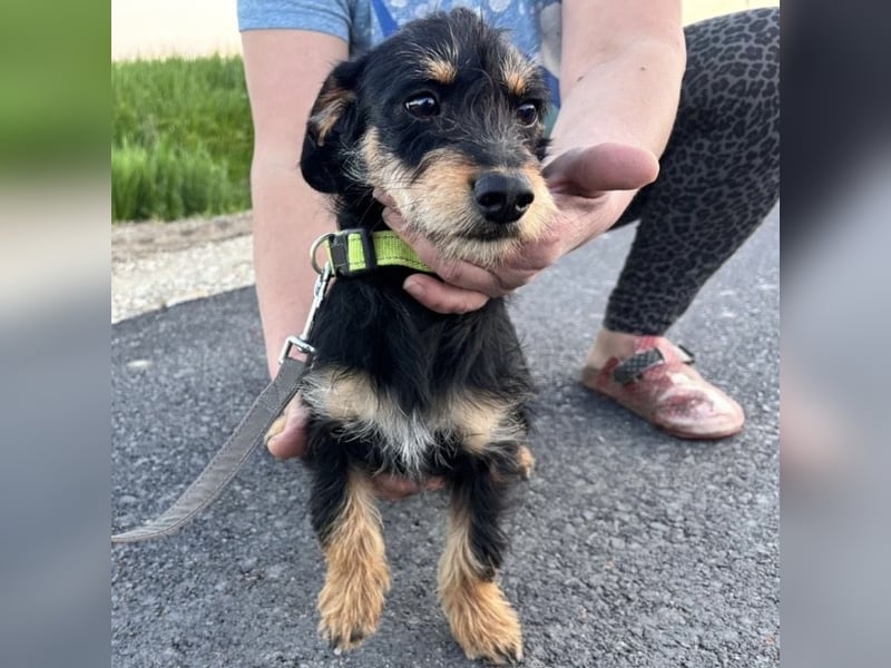 Dolly ein kleines Welpenmädchen