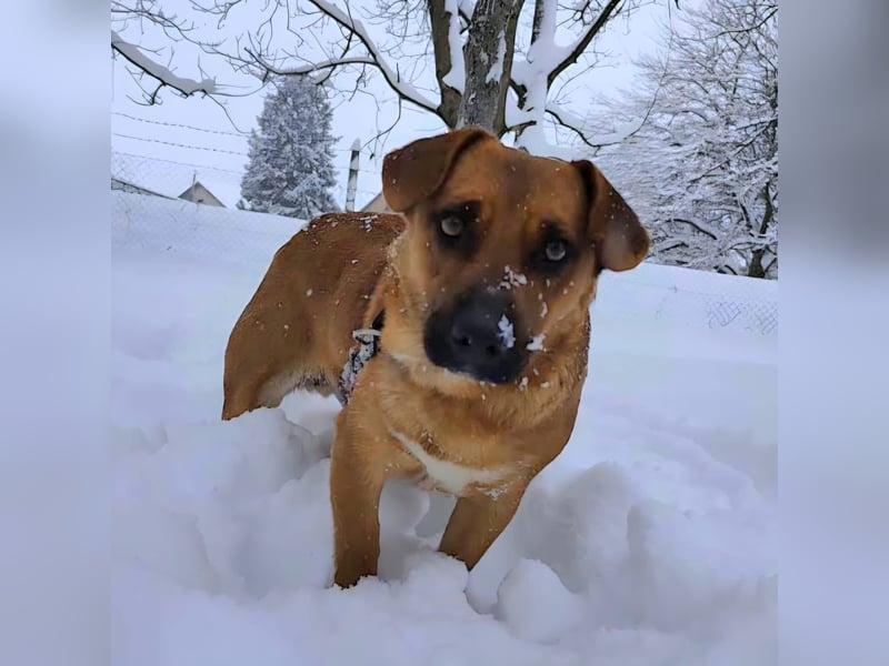 Dunna ein Engel auf vier Pfoten