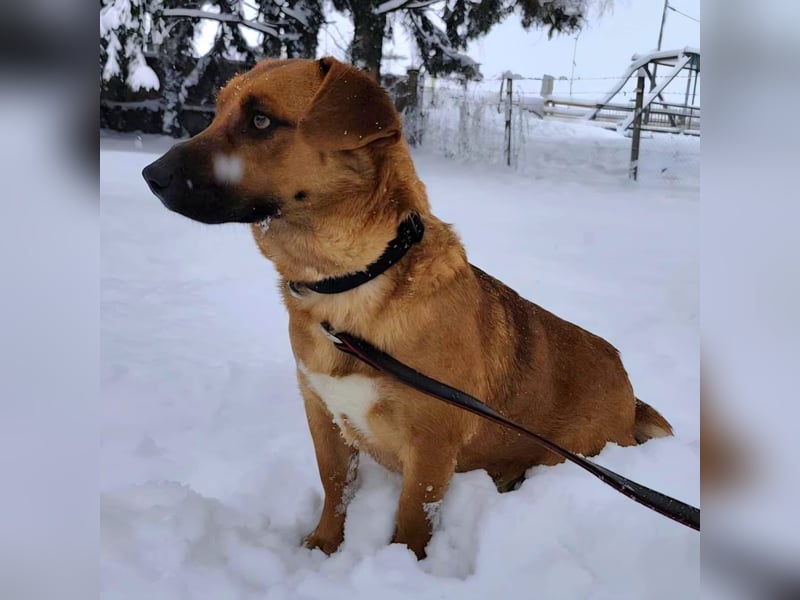 Dunna ein Engel auf vier Pfoten