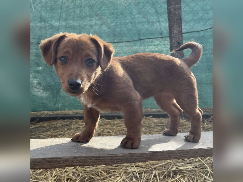 Bina ein freundliches Hundemädchen