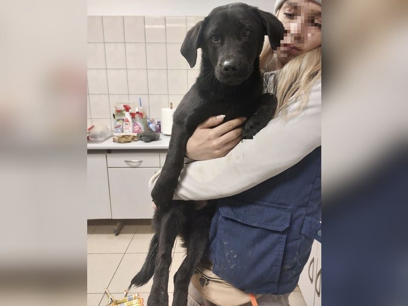 Niko ein schüchterner Schatz