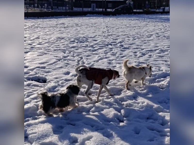 Abella eine verspielte Hündin