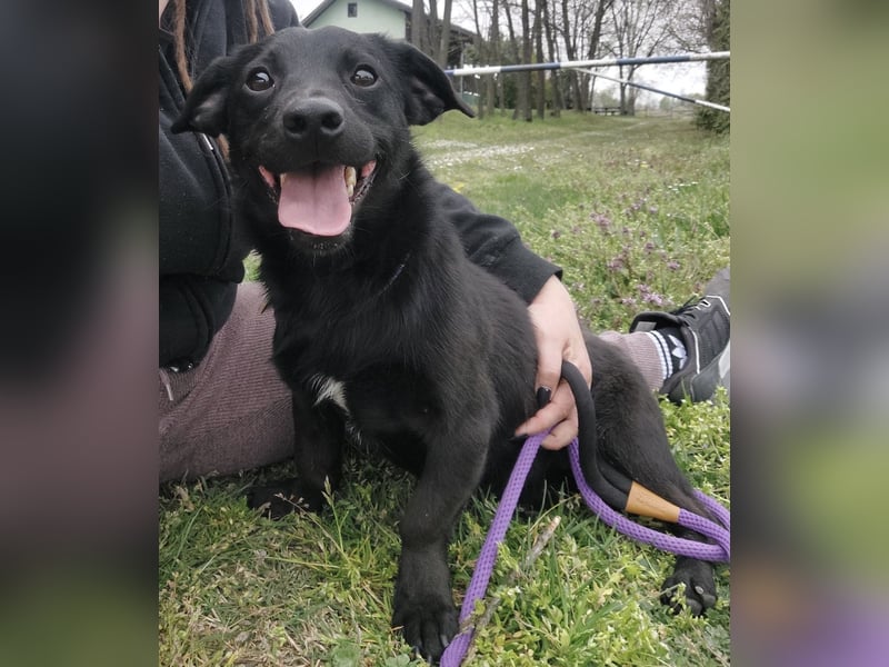 Elowen ein schwarzer Sonnenschein