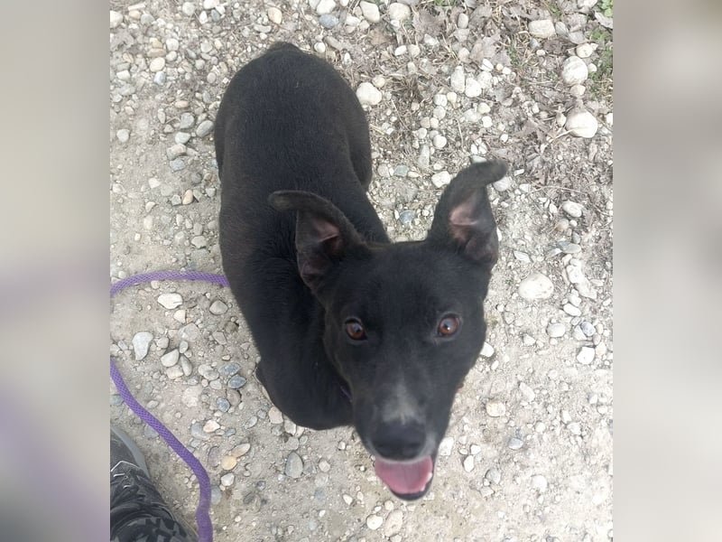 Amelie eine kleine freundliche Hündin