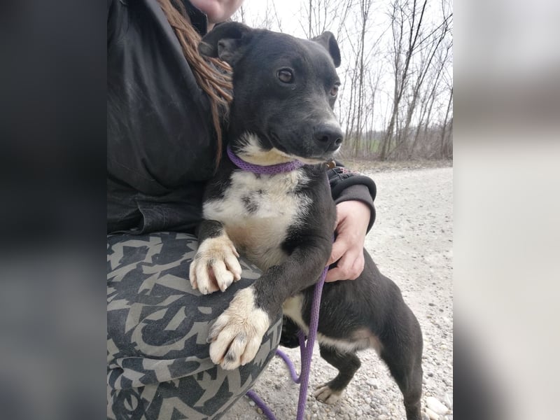 Amelie eine kleine freundliche Hündin