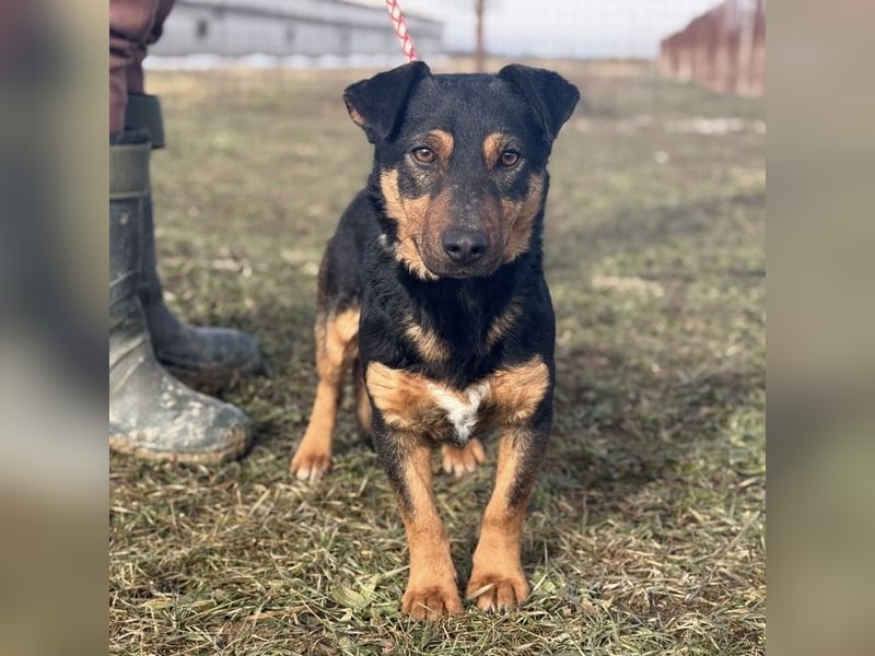 Ivo ein tapferer kleiner Kerl