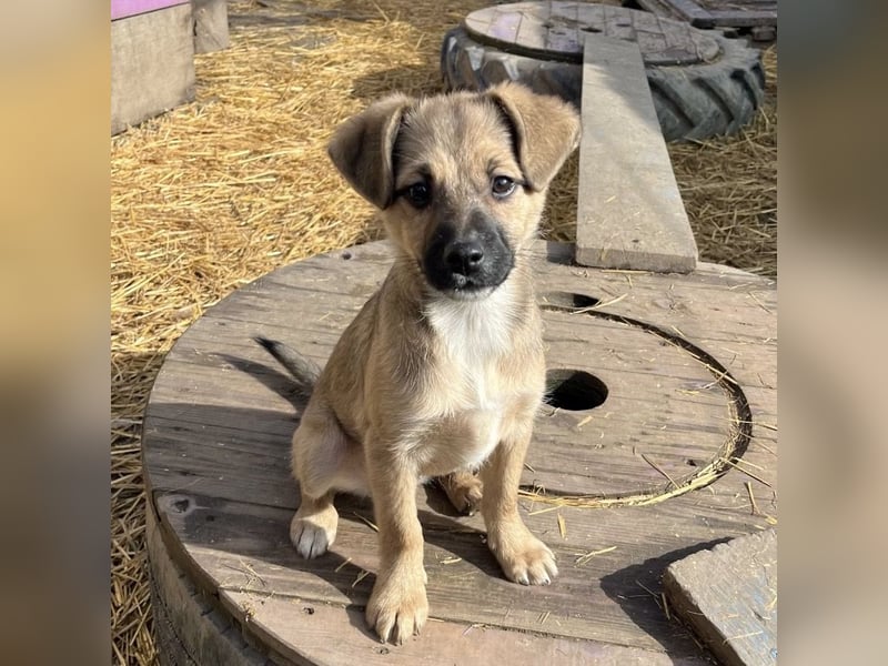 Tin run kleiner freundlicher Zwerg