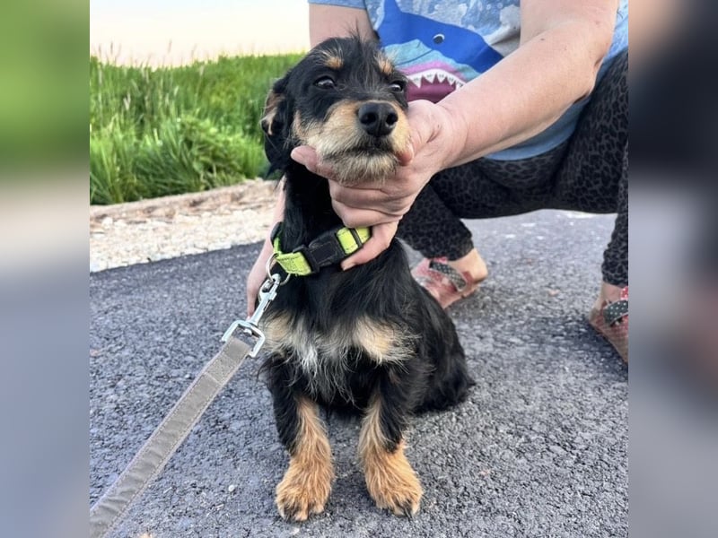 Dolly ein kleines Welpenmädchen