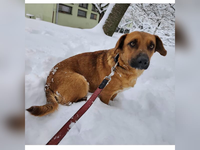 Dunna eine freundliche kleine Hündin