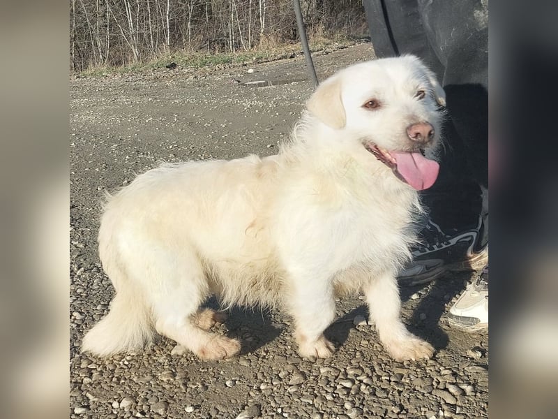 Furby ein kleiner weißer Engel