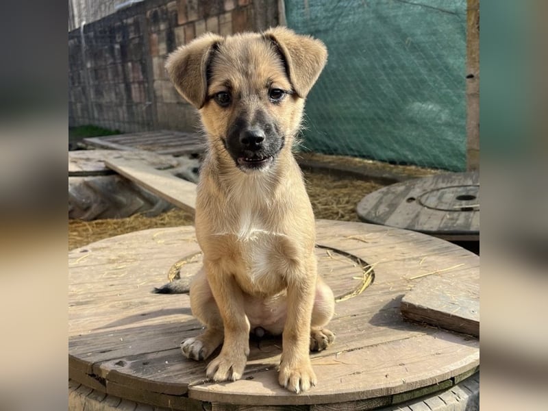 Tin run kleiner freundlicher Zwerg