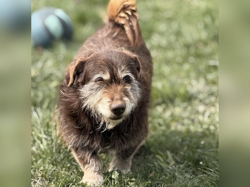 Labubu - sucht seinen Seelen-Mensch