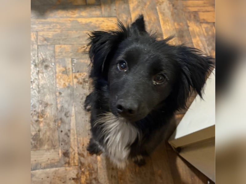 Kiera eine liebevolle winzige Hündin