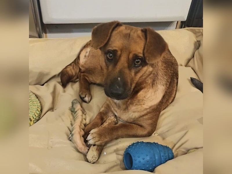 Dunna ein Engel auf vier Pfoten