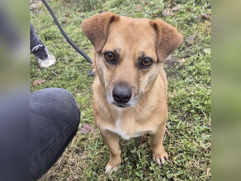 Gilbert ein kleiner freundlicher