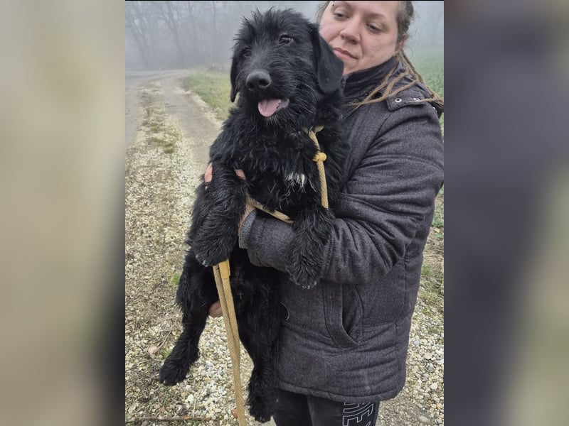 Pajdo ein fröhlicher Hundebub