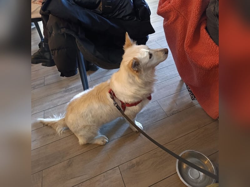 Abella eine verspielte Hündin