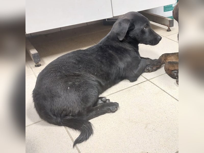 Niko ein schüchterner Schatz