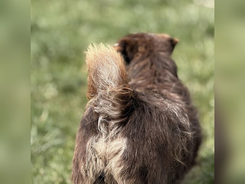 Labubu - sucht seinen Seelen-Mensch