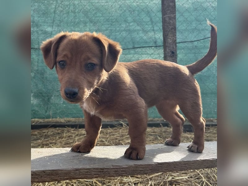 Bina ein freundliches Hundemädchen