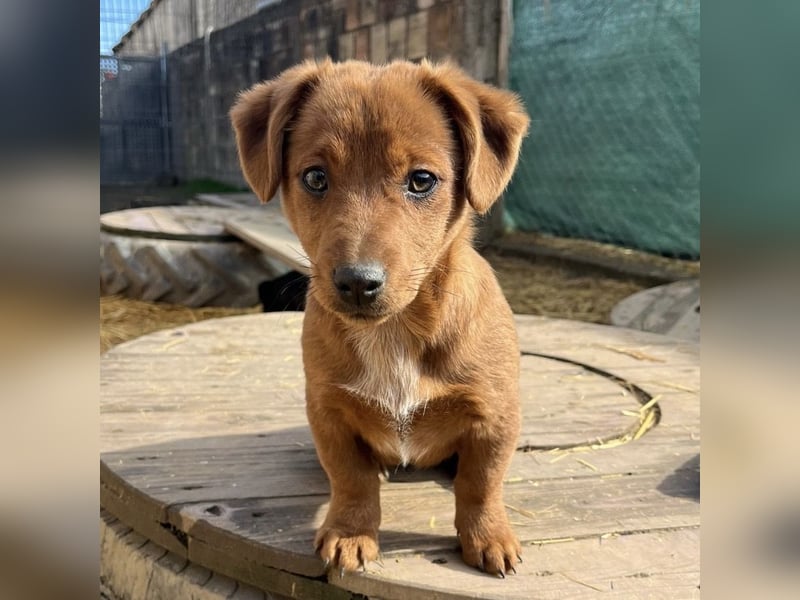 Bina ein freundliches Hundemädchen