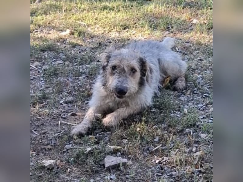 Chilly ein winziger Schatz