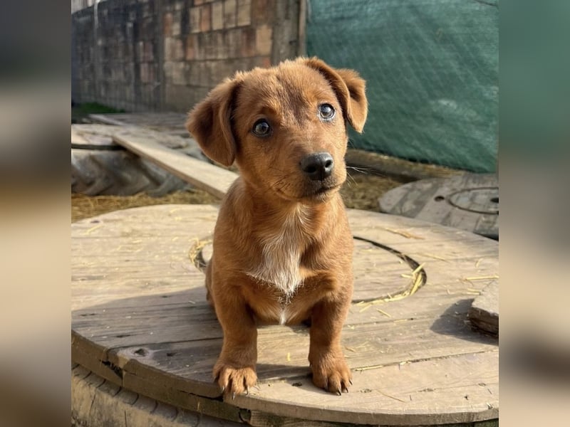 Bina ein freundliches Hundemädchen