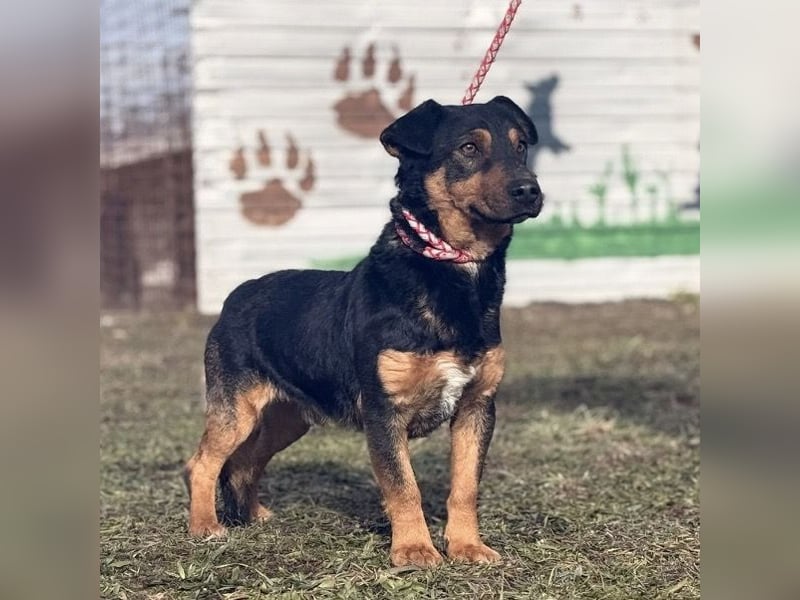 Ivo ein tapferer kleiner Kerl